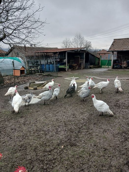 Пуйки,  свободно отглеждани