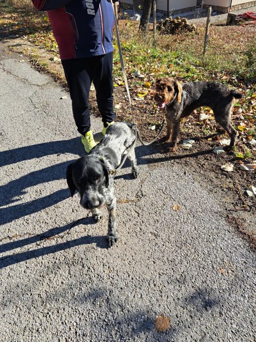 Дратхаарчета 2броя,женски