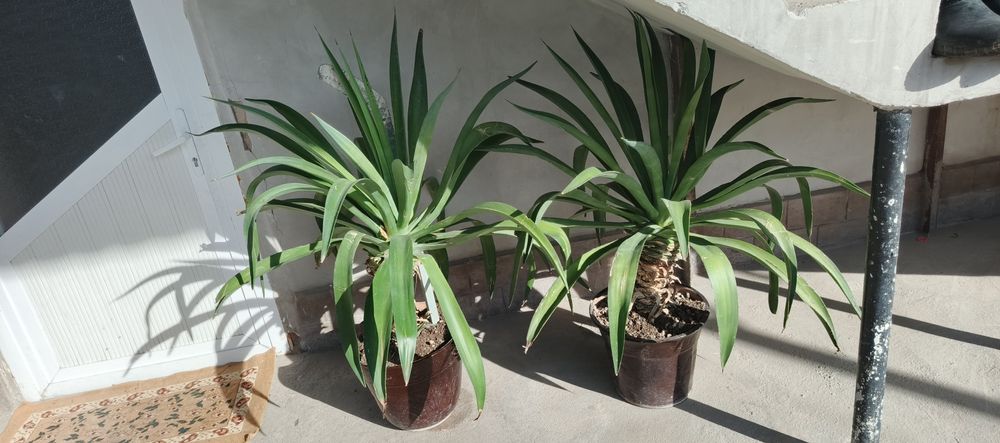 Цветы комнатные на горшках