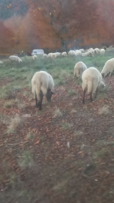 140 de oi de vânzare