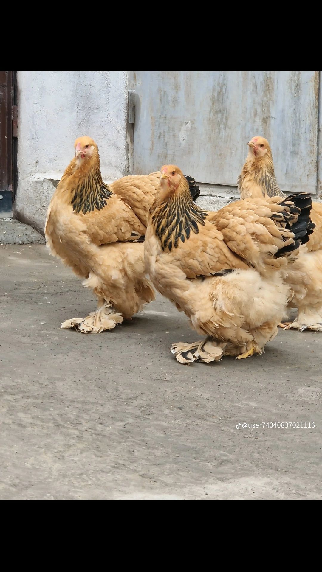 Палевая брама инкубационные яйца