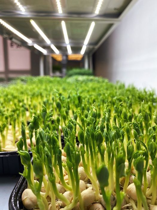 Микрозелень сатылады.