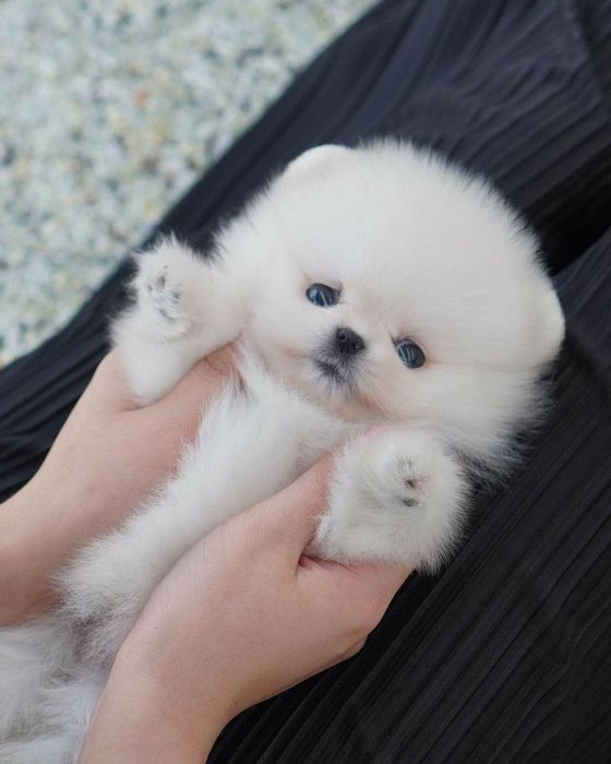 Pomeranian mini boo