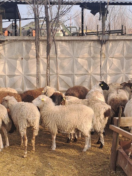 Бррдақыда тұрған семіз қойлар, ешкі, серкелер сатылады.