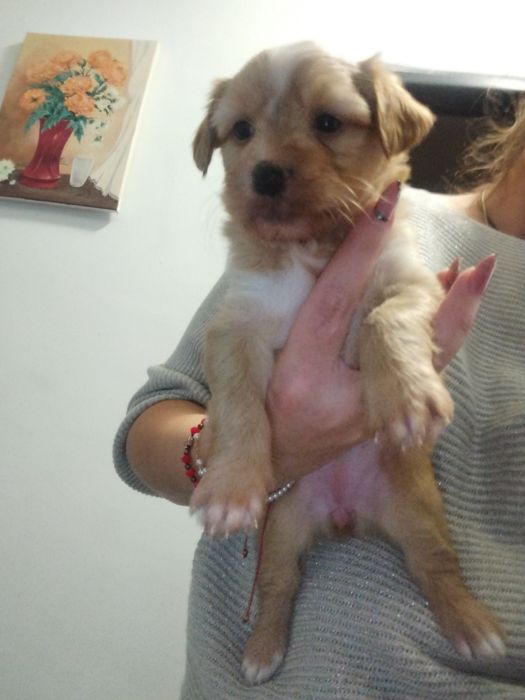 Donez cățelușă. Azi (sâmbătă, 08.11) are 5 săptămâni