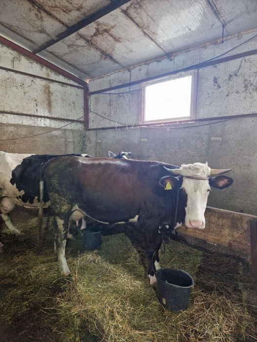 Vaca de vanzare