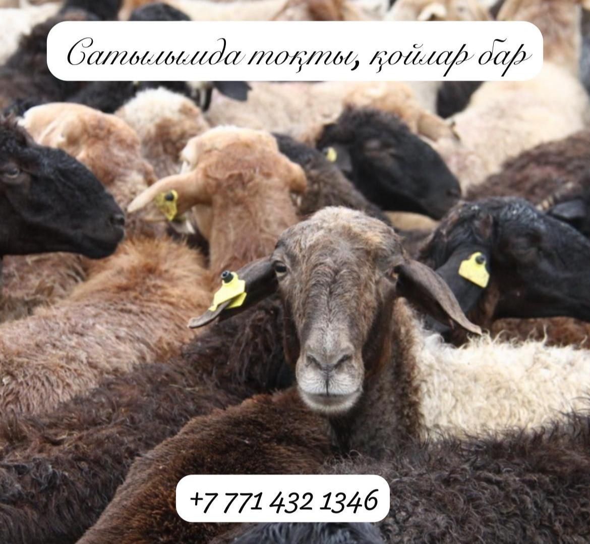 Продается бараны