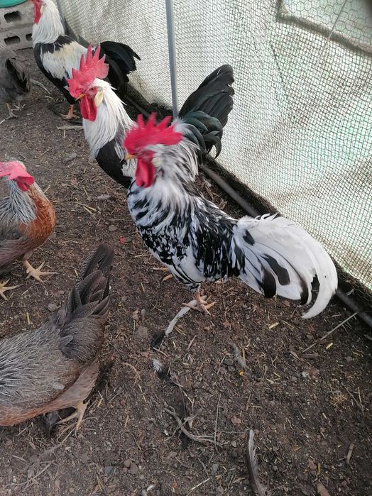 Петли Легхорн Бял, Сребърна Италянка и Ексченджр