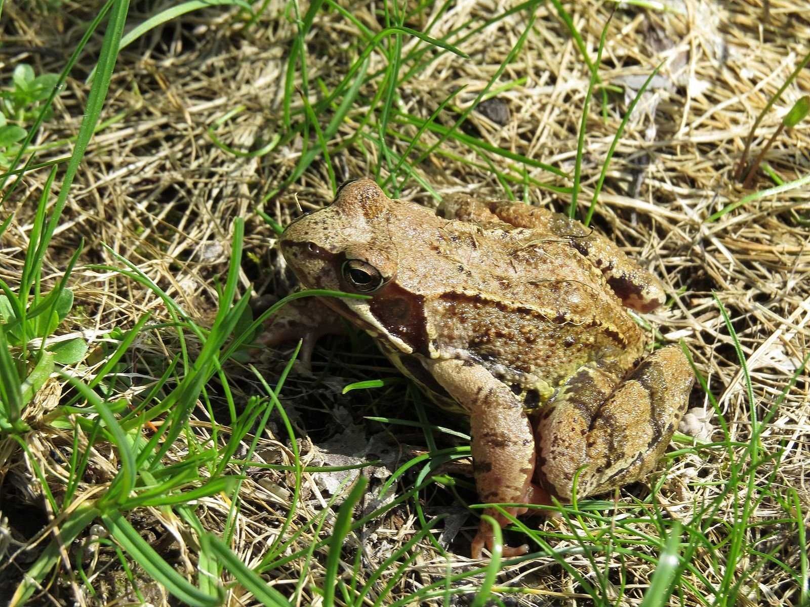 Живые жабы для вашего садового участка. Можно парами (самец+самка)