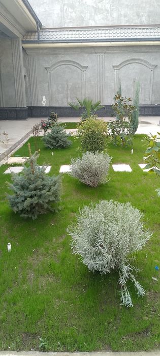 Tayor rulon gazon yotqizish uruğ ekish dekratif darax ekish