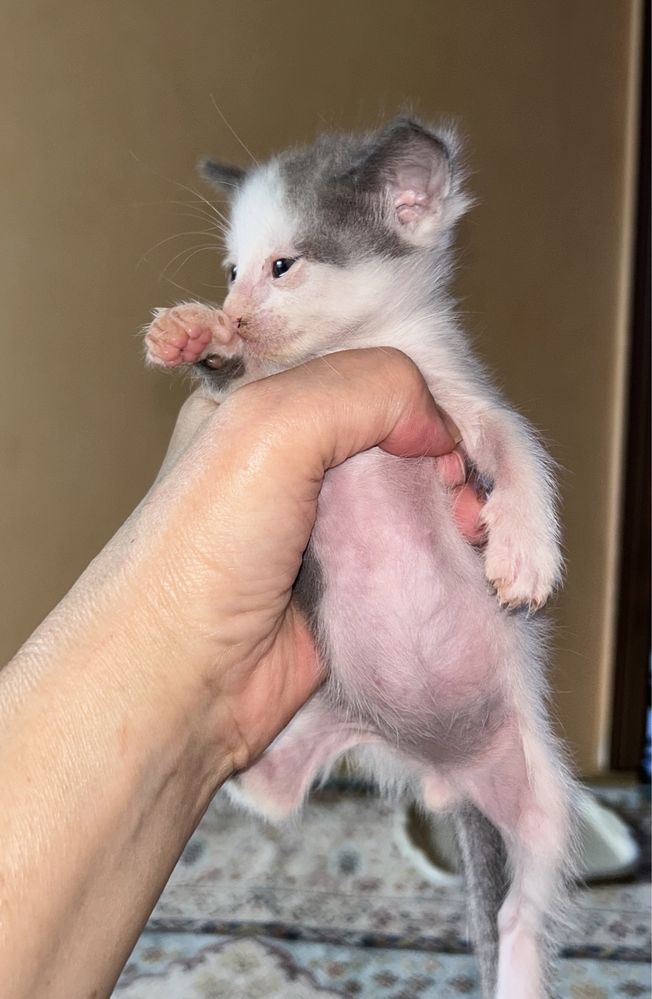 Бесплатно котята