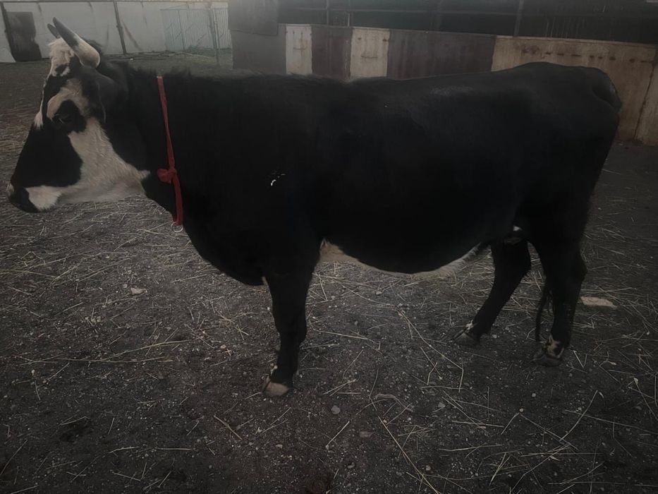 Буаз сиыр сатылады