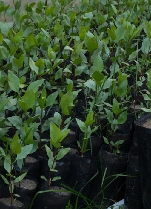 Xandon pista kochatlari bor.