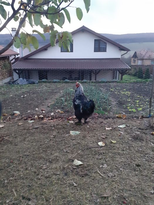 Vind cocosi  de rasa