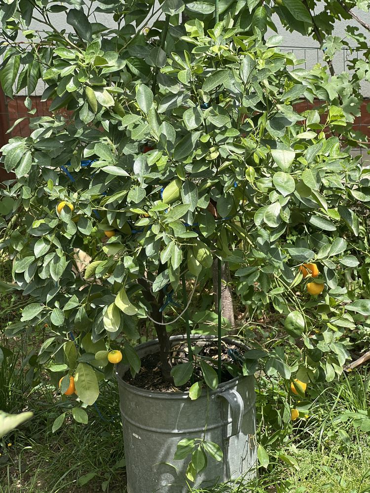 Vand calamondin pe rod