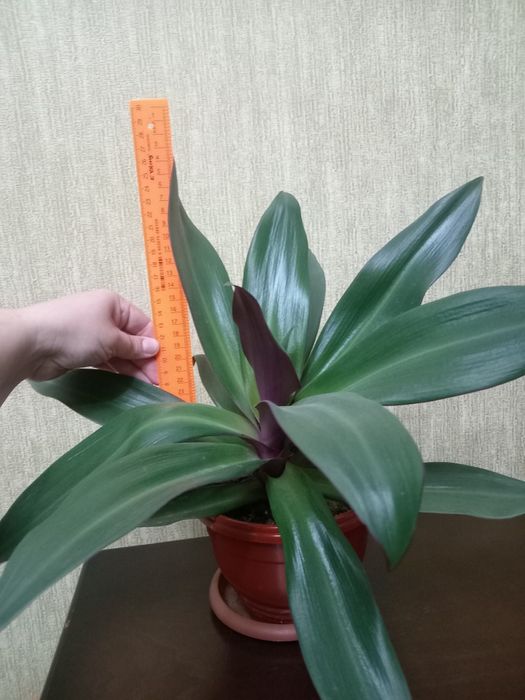 Традесканция разноцветная