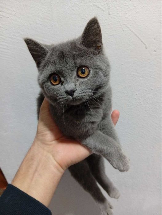 Mushuk sotiladi erkak