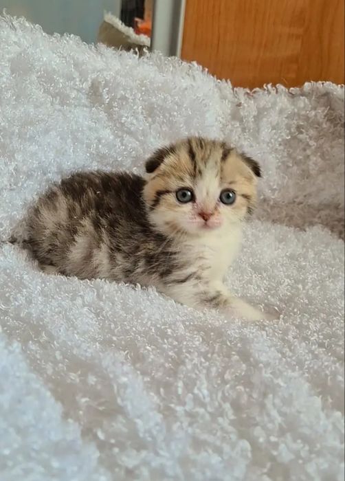 Милые котяьа, 1.5 мес к лотку приучены цены 20-30тыс