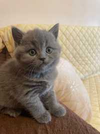 Vand puiuț fetiță British Shorthair