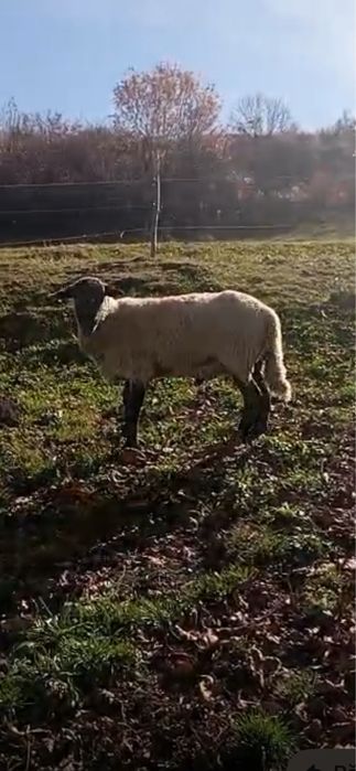 Berbec de 5 ani…….