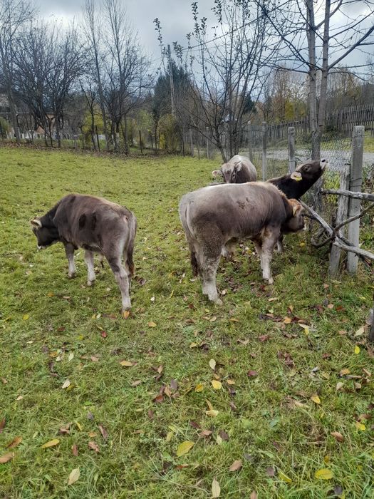 Vând vitele și vitei