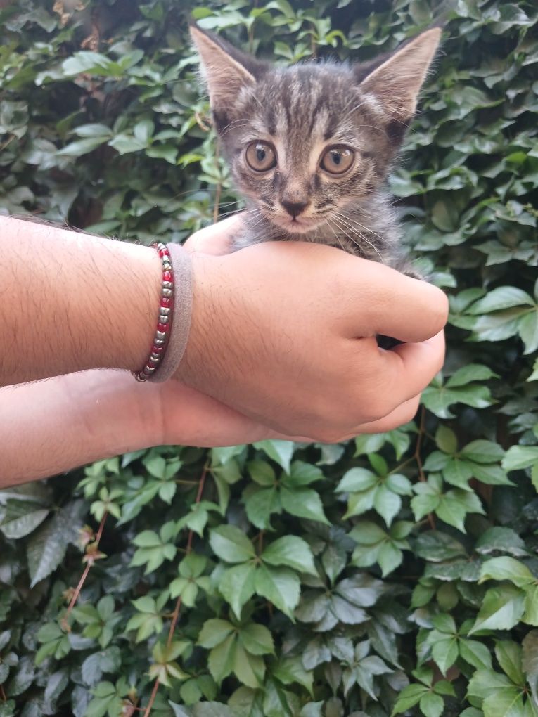 Пристраиваются котята