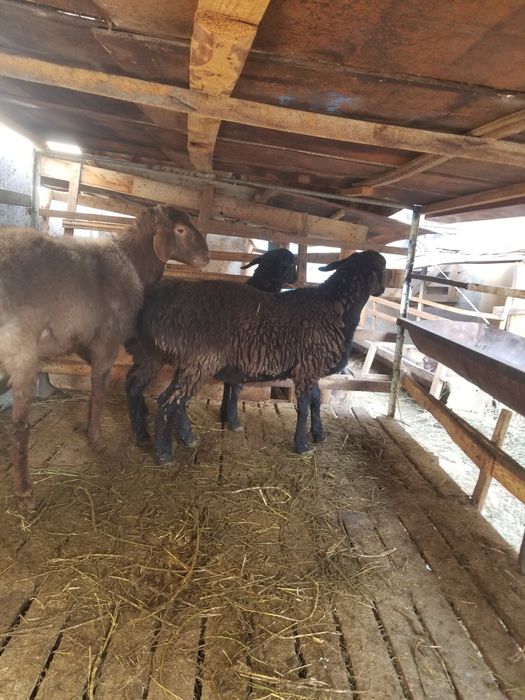 2ta barra 1ta shishak quchqor zotga zur sariq