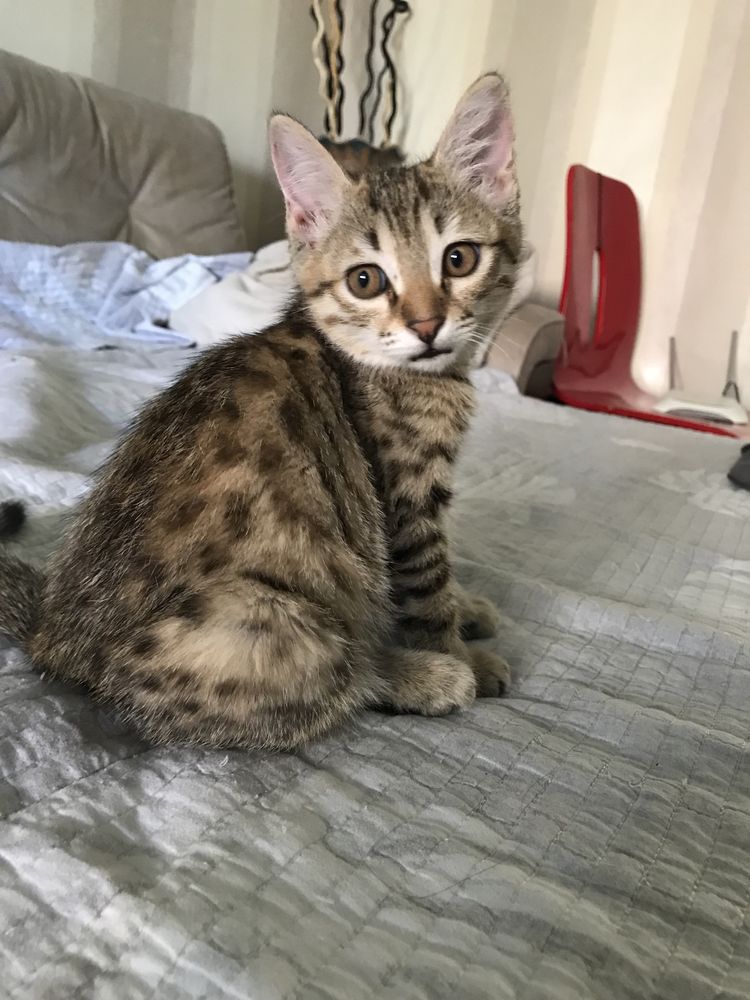 Отдаем котят в хорошие руки