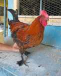 Marans negru aramiu
