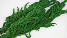 Plante stabilizate decorative. Amaranthus, Eucalipt, Feriga