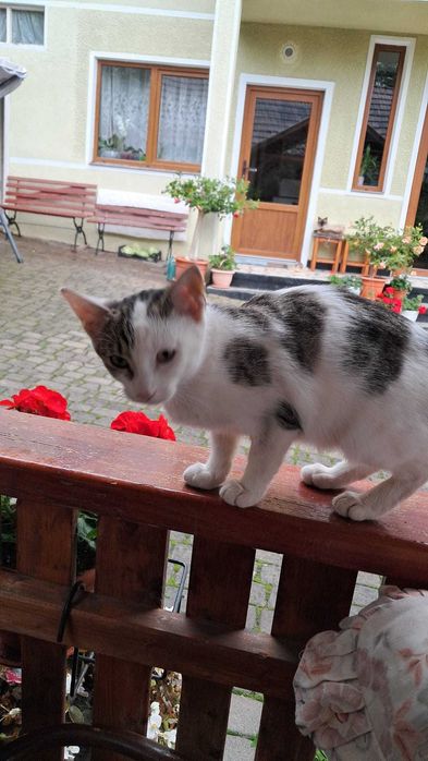 Ofer spre adopție trei pisici metis din Geoagiu-Bai / Jud HD