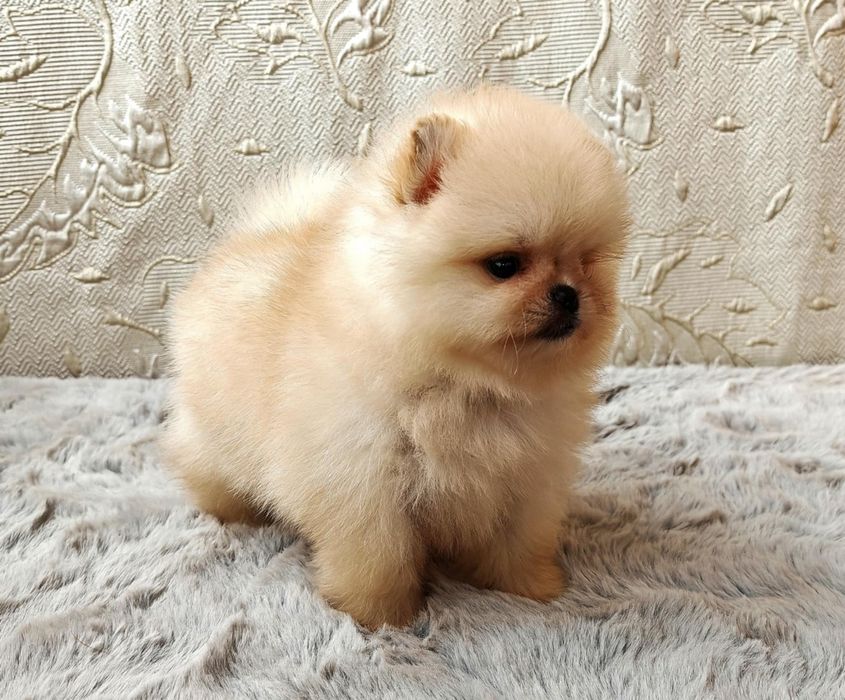 Померанчета мини момченца и момиченца