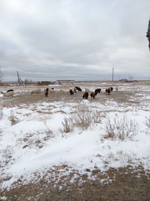 Ешкілер сатам!ірі, семіз! Таңдап алса болады!