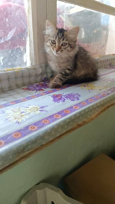 Отдаю котят в хорошие руки!