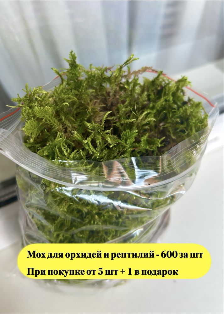 Мох для орхидей