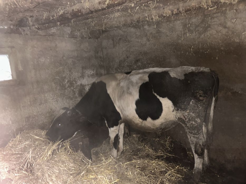 Junica la un an , si un tauras la 9 luni de vanzare