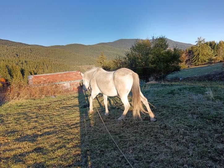 Продавам бял мъжки кон