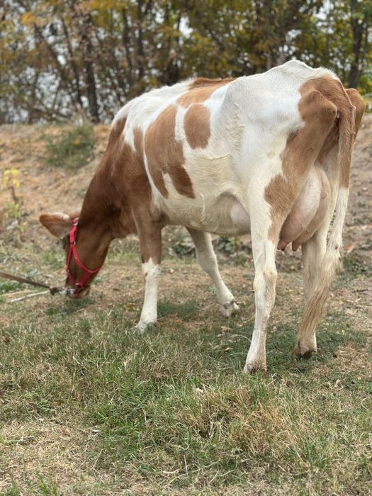 Парода симентал   жуас теппиді желіні жұмсақ. Сүті  10-12 л.