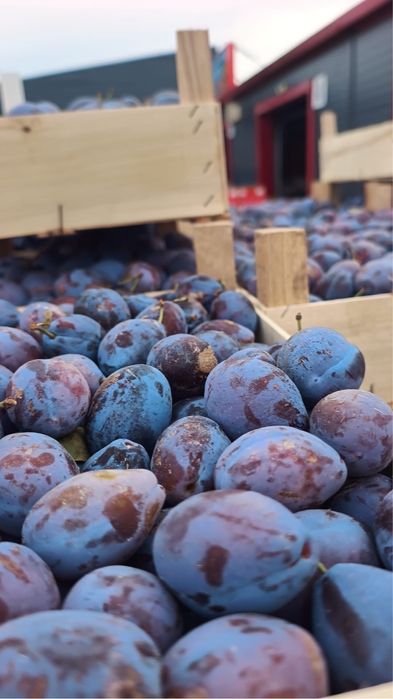 Vand prune pentru tuica