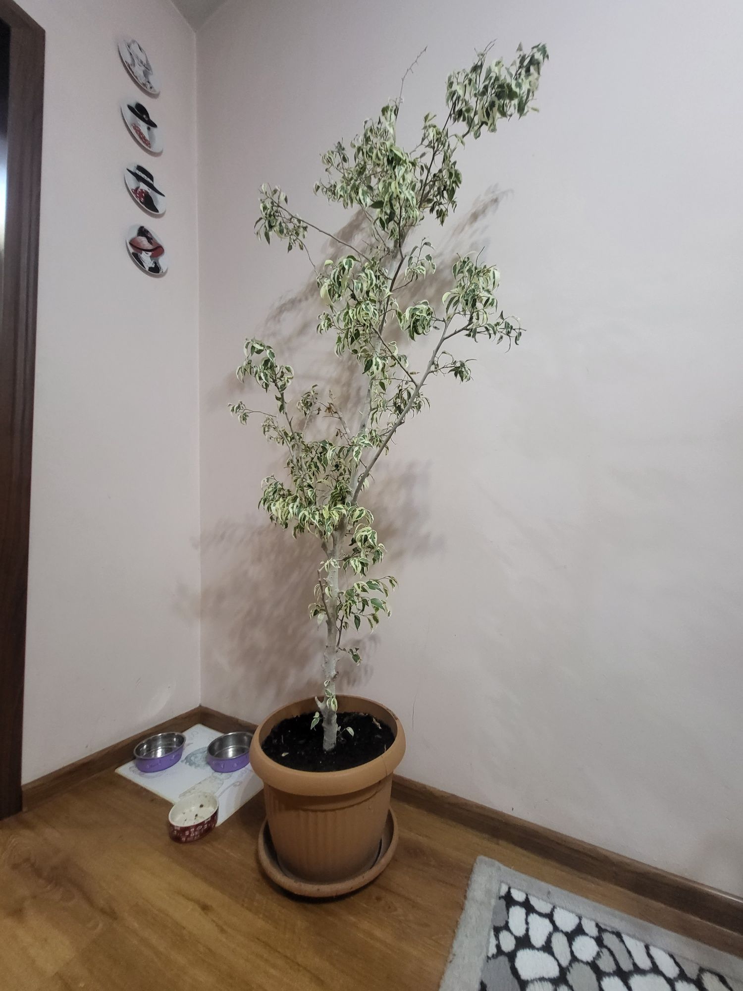 Фикус Бенждамина продам