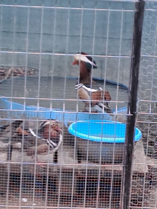 Vand Rate mandarin