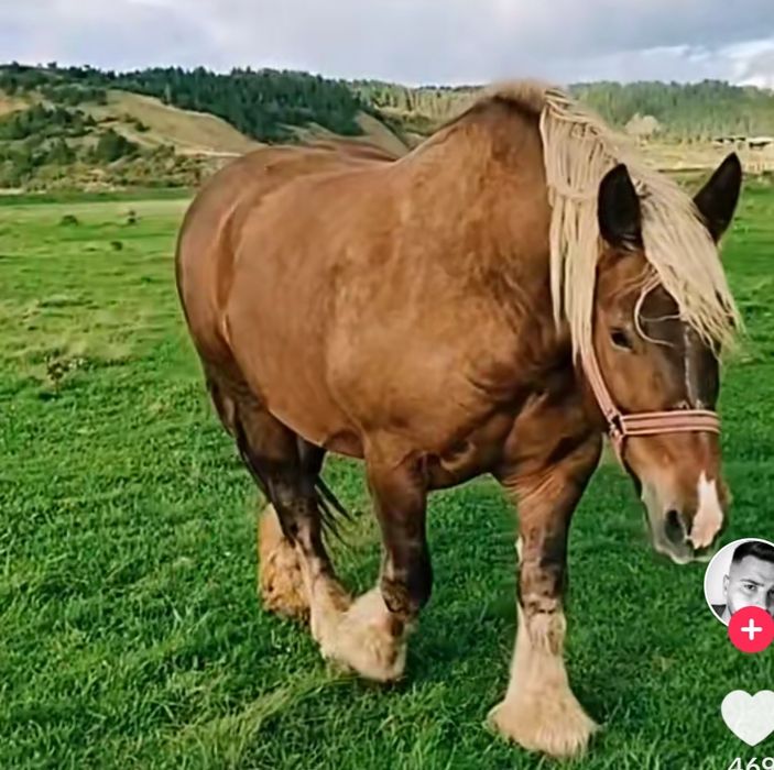 Manz greu ciocolatiu de 5 luni