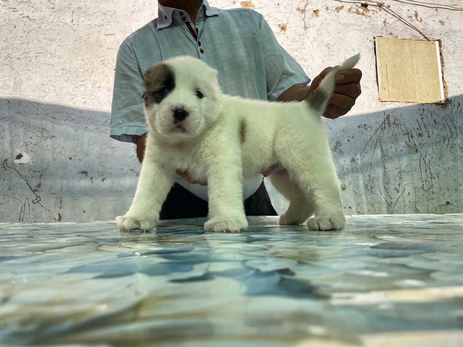 Щенок алабая ( Туркменский ) чистокровный