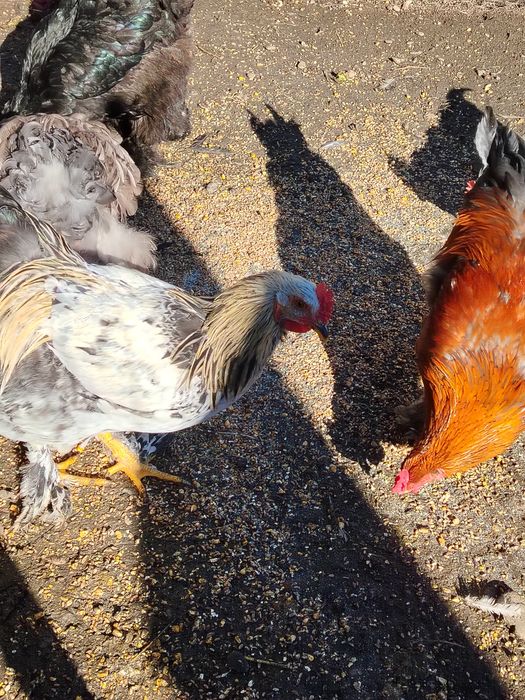 Vând cocosi sau schimb