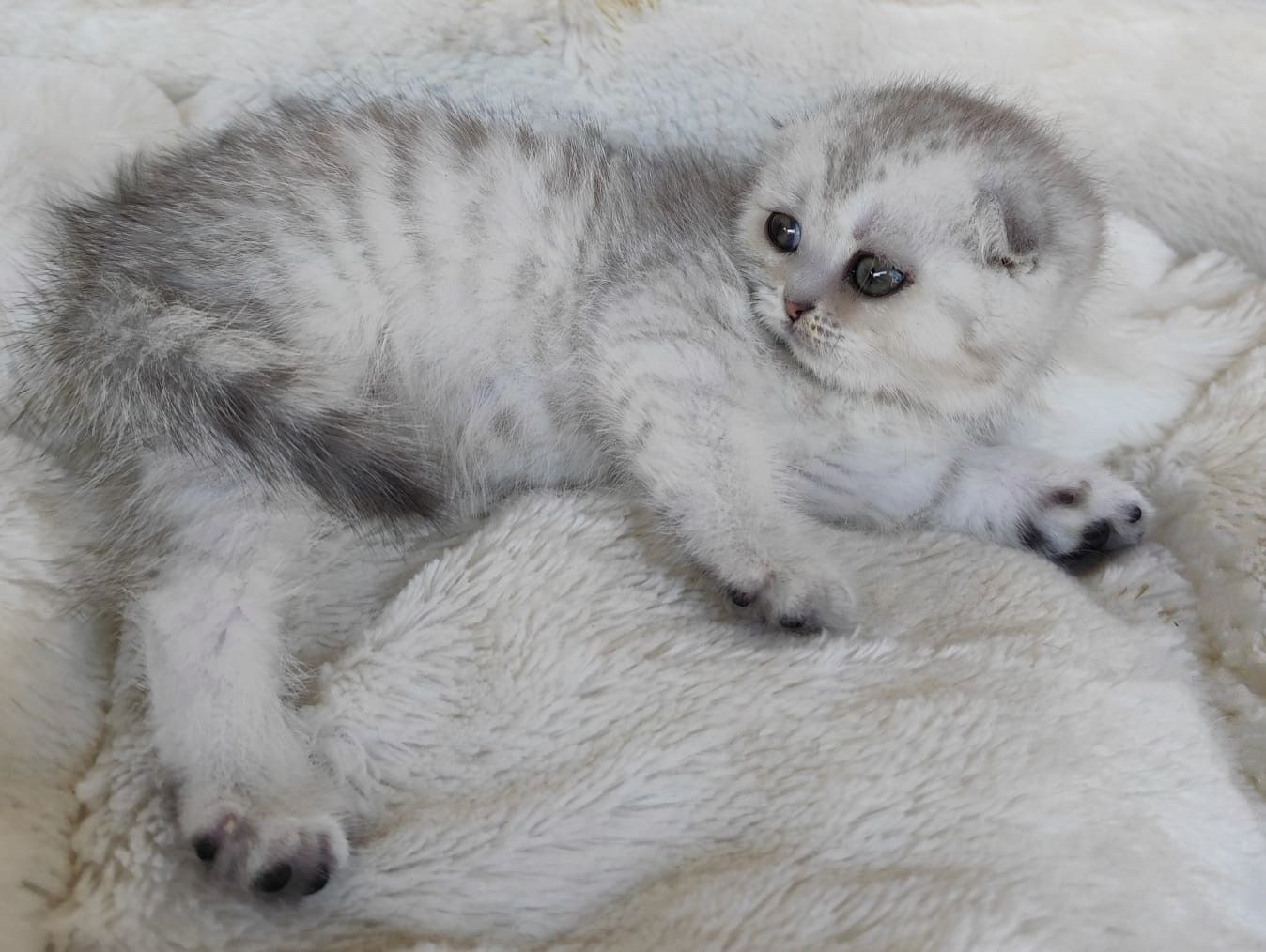 Scottish fold cu pedigree