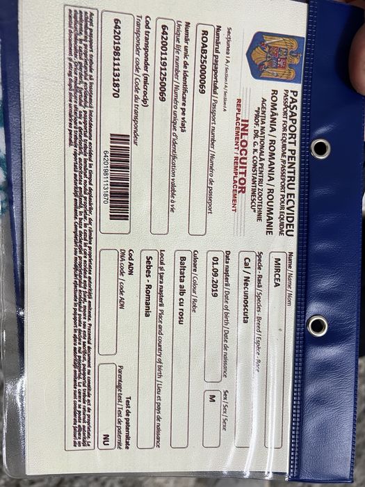 Ponei armasar 75-80 cm la greaban