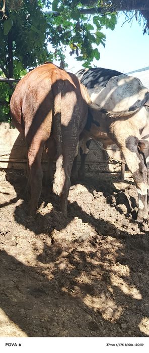 Buqachalar sotiladi