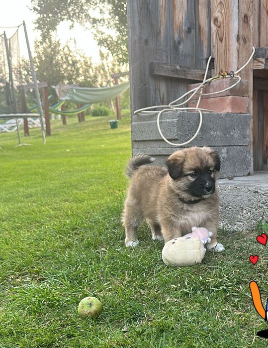 Catel talie mică 5 luni