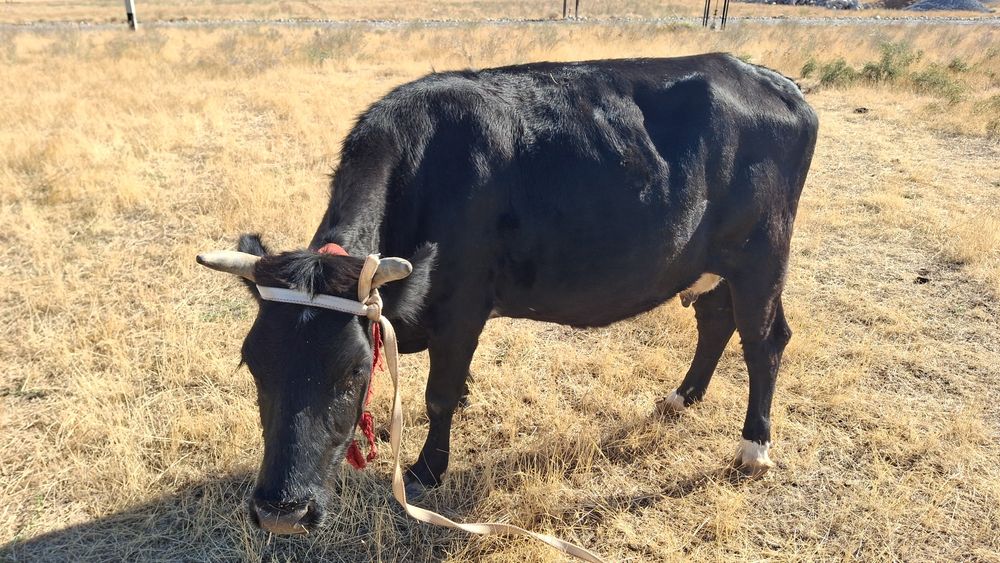 Сиырлар сатылады төртеу