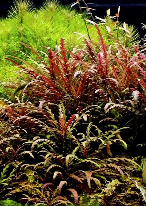 Plante naturale acvariu Hygrophila Pinnatifida Rotala Red Singapore